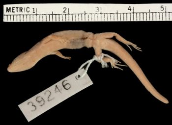 Media type: image;   Herpetology R-39246